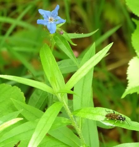 Réf. 183 391 : Macrophya duodecimpunctata